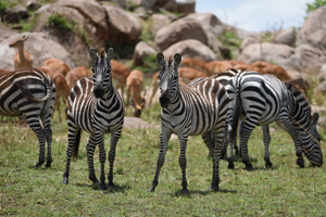 7days-culture-and-wildlife-camping-safari