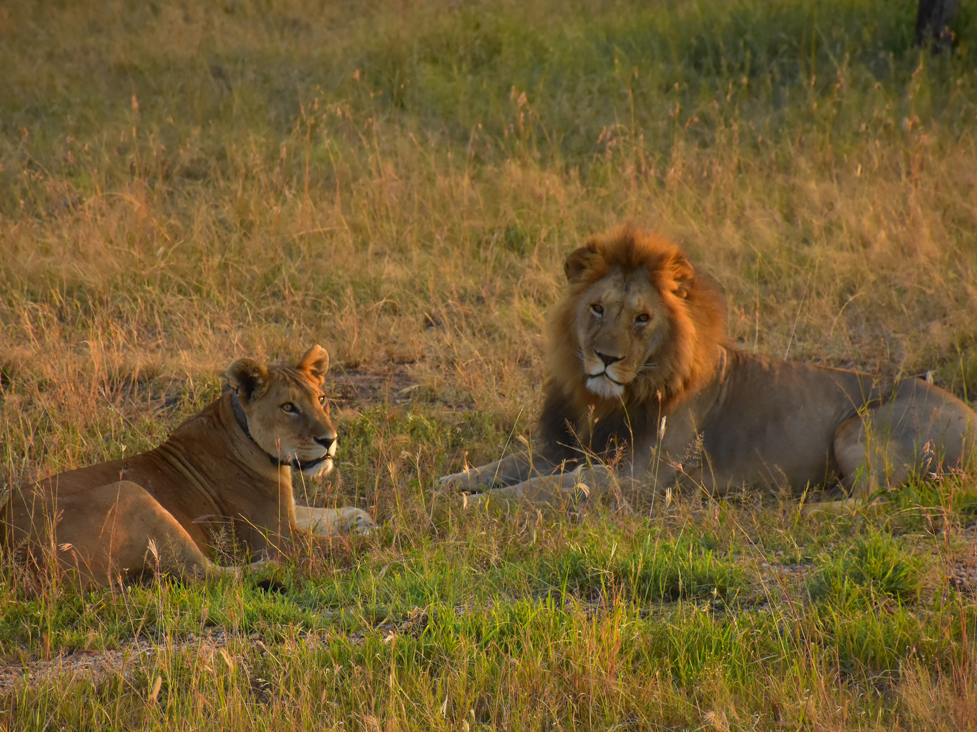 3-day-tanzania-budget-safari